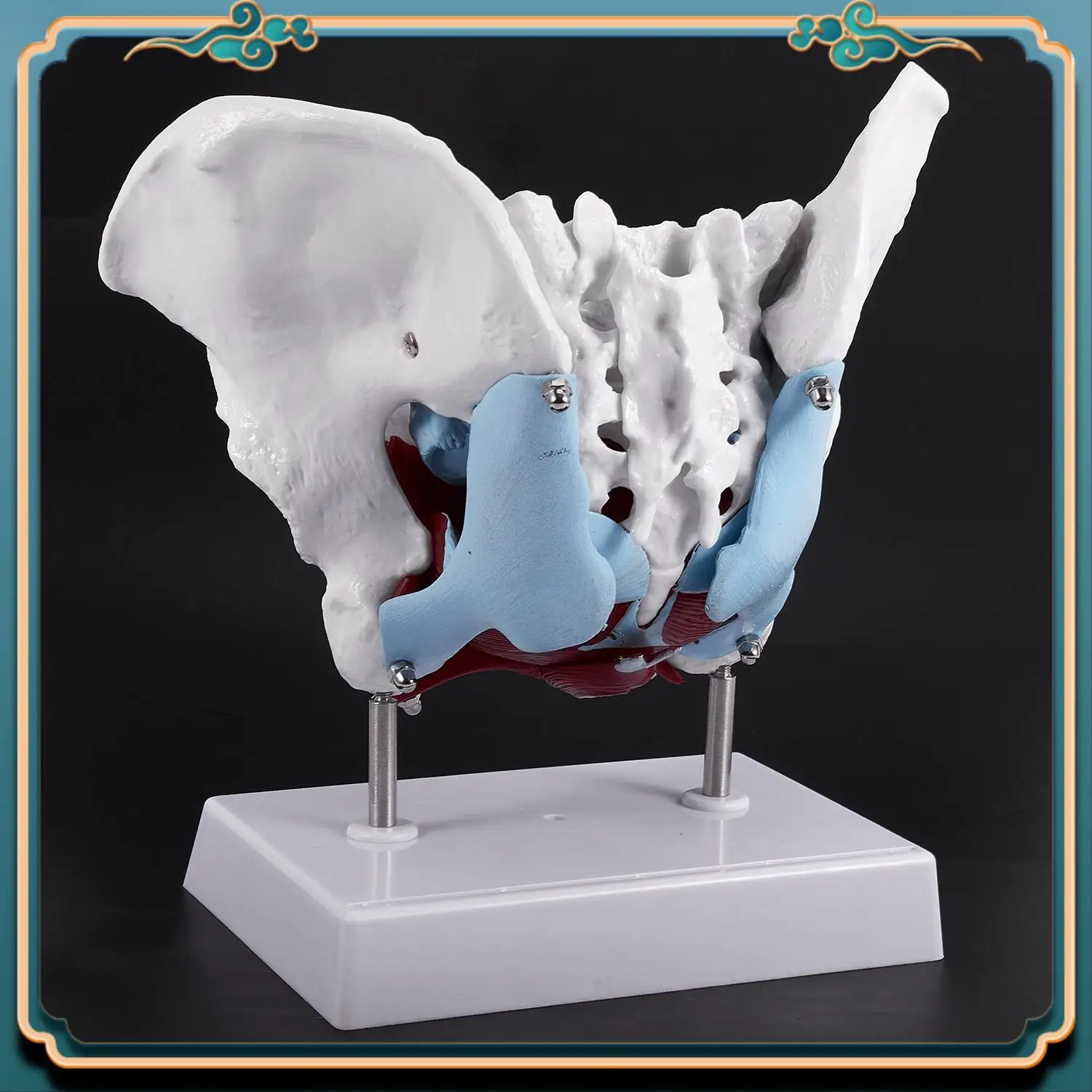 ABJG-Female Pelvis And Reproductive Organs Model Female Bladder Pelvic Floor Muscle Rehabilitation Anatomical Model