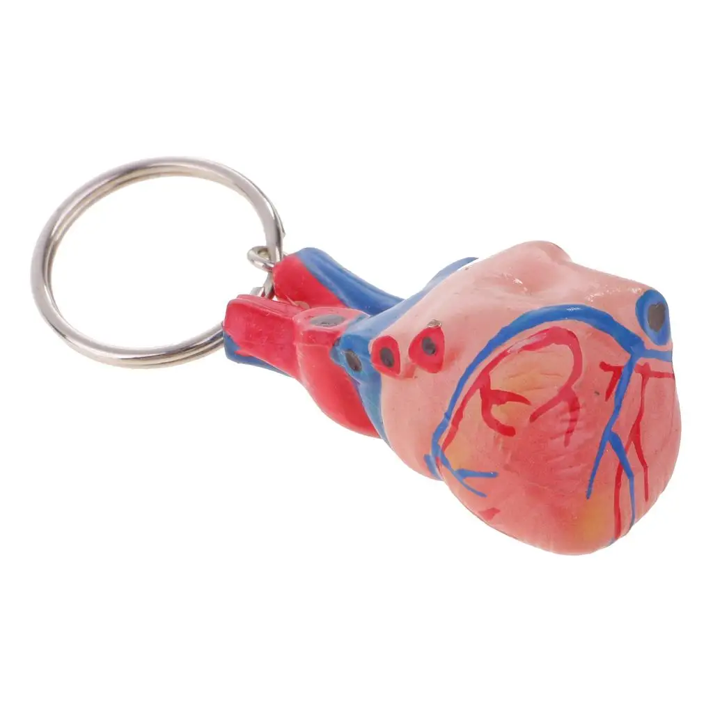 Small Human Heart Keychain PVC Anatomical Model School Teaching Supplies Halloween Decor for Classroom Biology