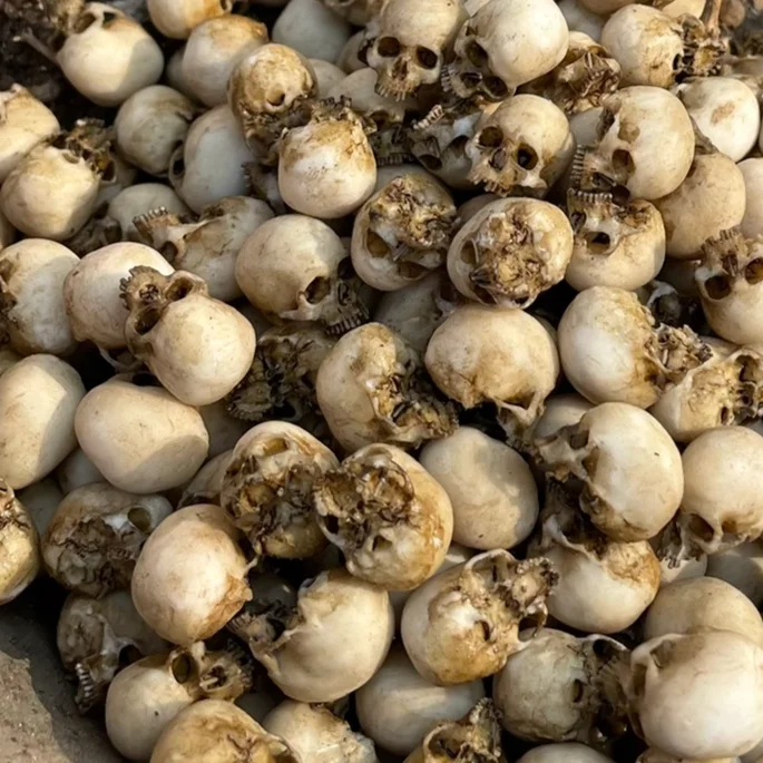 قطعة واحدة من نموذج جمجمة الهيكل العظمي البشري من الراتنج بمقياس 1/18 ، تناسب هالوين 3.75in ألعاب إكسسوار لشخصية الحركة #2