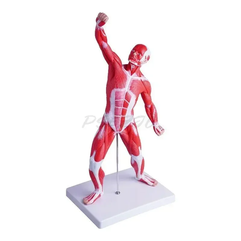 50cm Human Body Model Anatomy Medical Teaching Tool Anatomy Model Teaching Tool