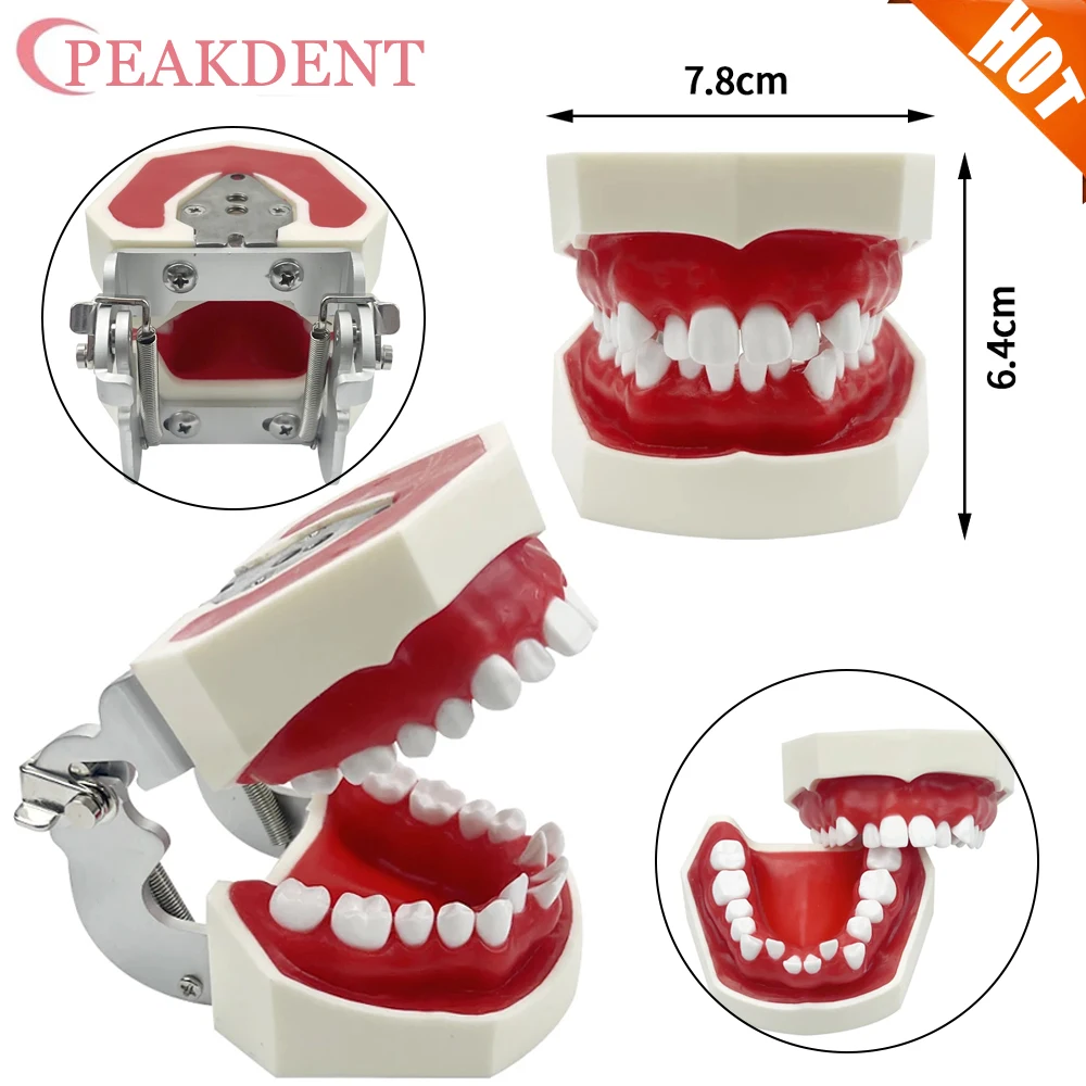 

1Pcs Dental Orthodontic Practice Model Teeth Model Typodont with Red Wax Gum for Dentist Patient Teaching Study Communication