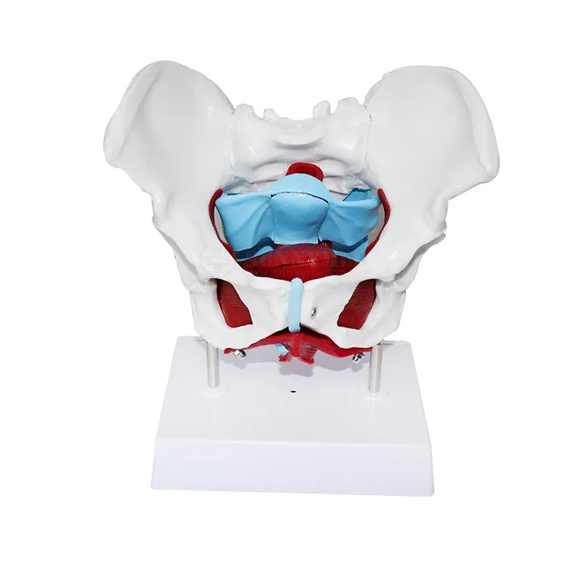 SY-N039 PVC Female Woman Pelvis Anatomic Model Laboratory with pelvic floor muscles floor price