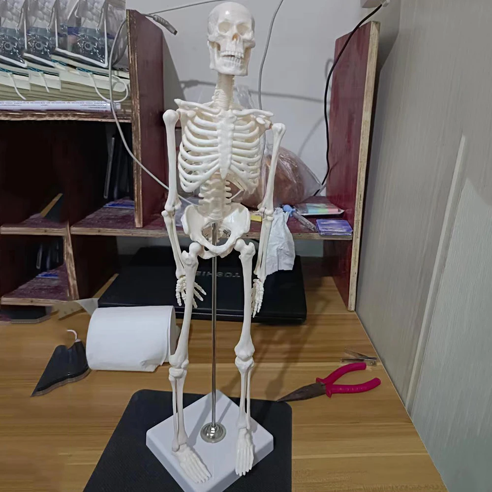 20CM/45CM Human Skeleton Model Anatomy Human Body Models Joint Medical Model for Study Learn Teaching Popular Science Supplies