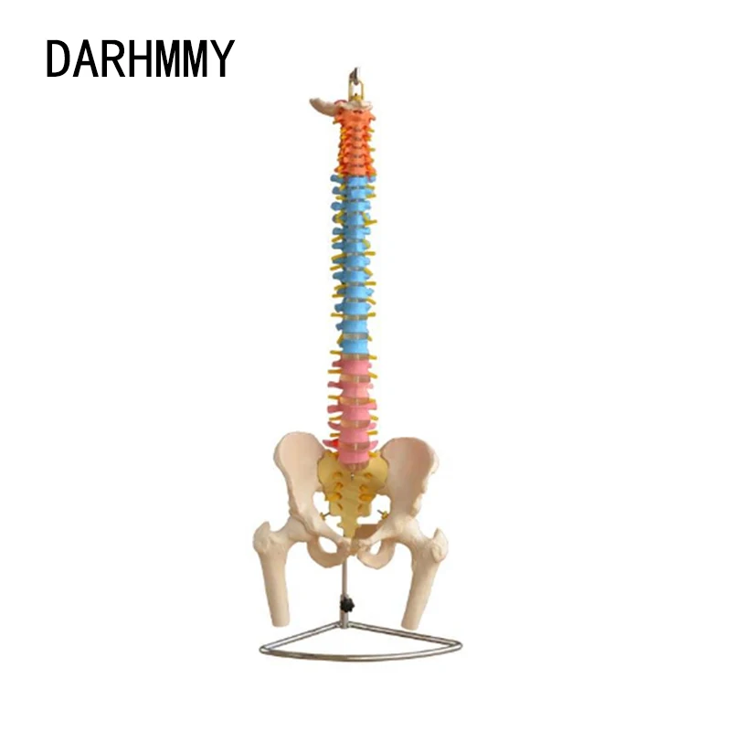 

DARHMMY 85CM Color Human Spine with Pelvic Model Human Anatomical Anatomy Spine Medical Model School Medical Teaching