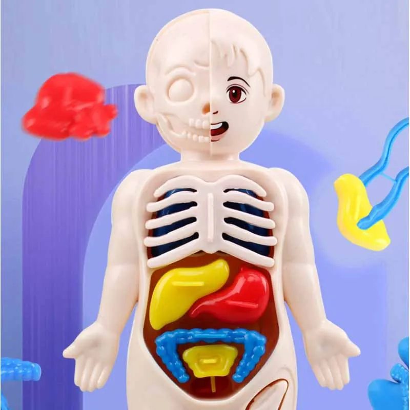 Simulação Criativa de Brinquedo de Estrutura de Órgãos Humanos, DIY Montagem Modelo Médico STEAM, Brinquedos de Puzzle para Educação Infantil