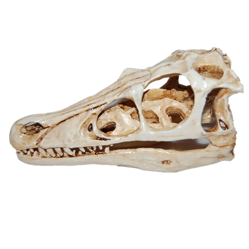

Dinosaur Skull Resin Skull Specimen Decoration for Study Display Science Teaching Prop Head