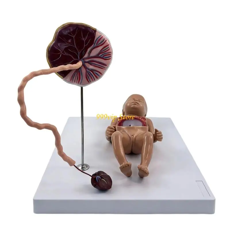 

C90C Life Size Fetal Circulation Model with Labeled Parts for Classroom Education