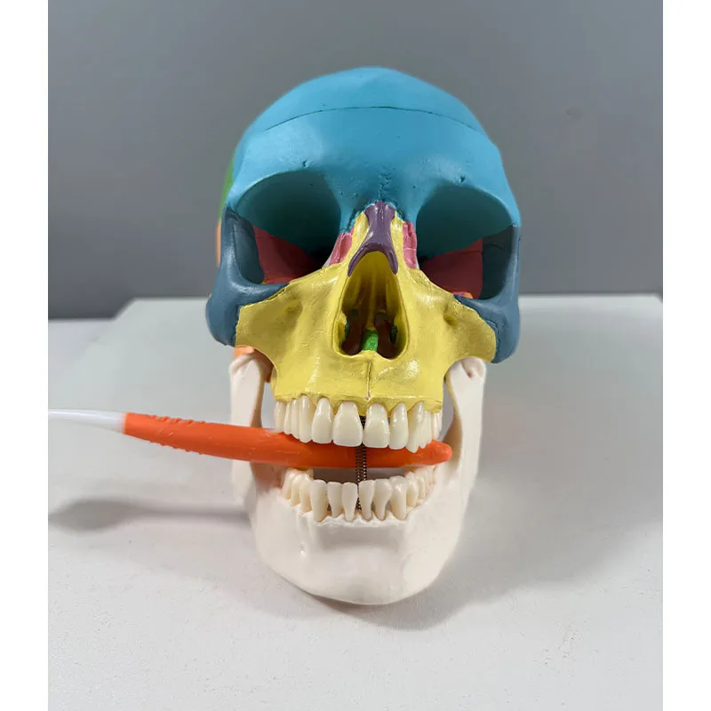 Life Size Colorful Human Skull Model Anatomical Anatomy Medical Teaching Skeleton Head Studying Teaching Supplies