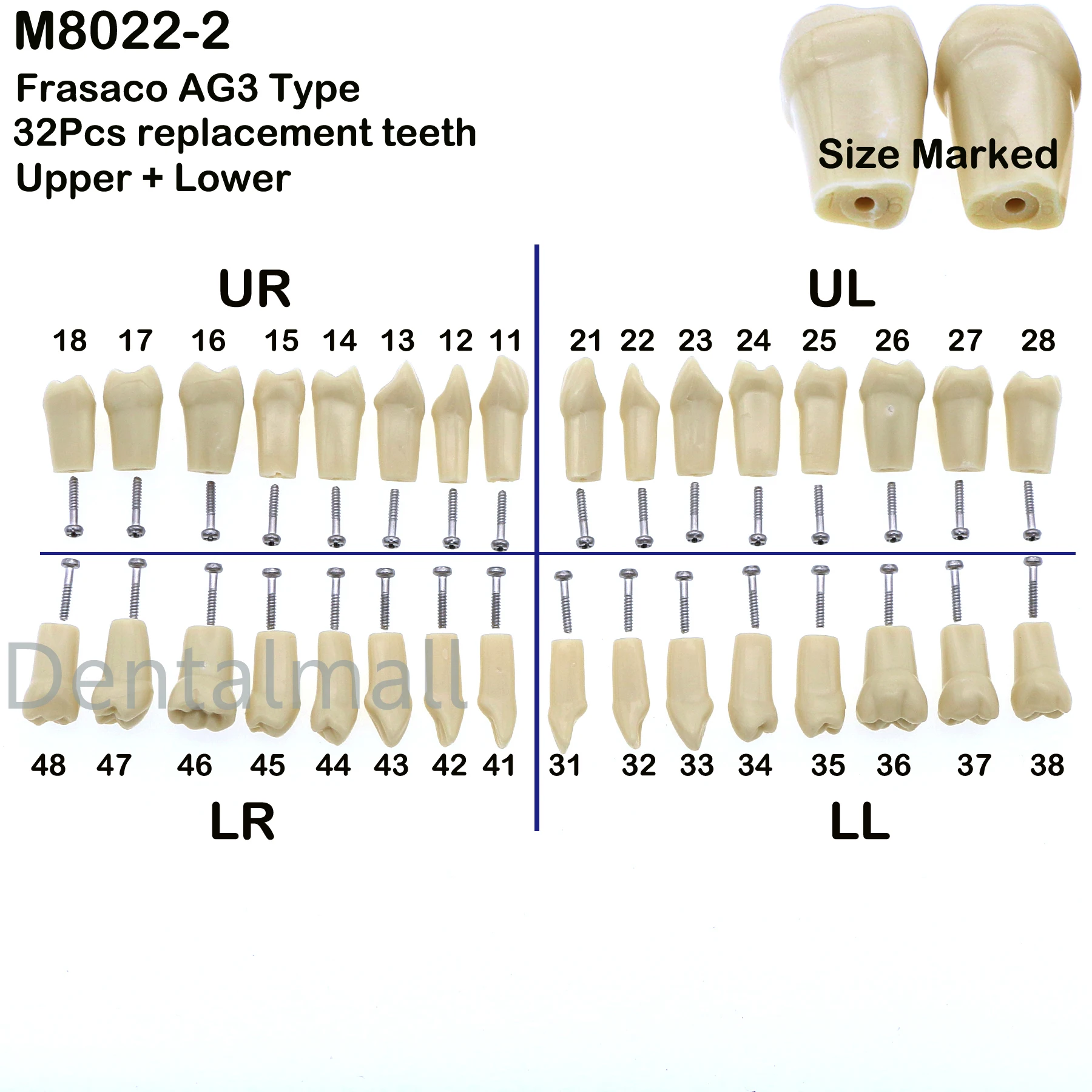 Modello di denti Typodont dentali Frasaco AG3 Palo di montaggio 32 pezzi Vite di ricambio per denti