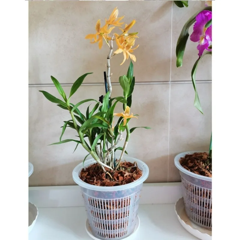 Flower Pot For Phalaenopsis 11cm/14cm Root Orchid Control Transparent Cattleya Planting With Stomata  Flower Pot For Home Decor