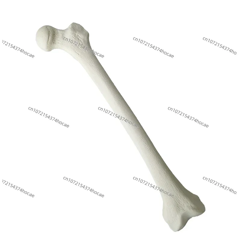 Simulated Bone of Femur Sawbones Pseudobone Workshop Preoperative Practical Training Exercise Human thigh-bone skeleton