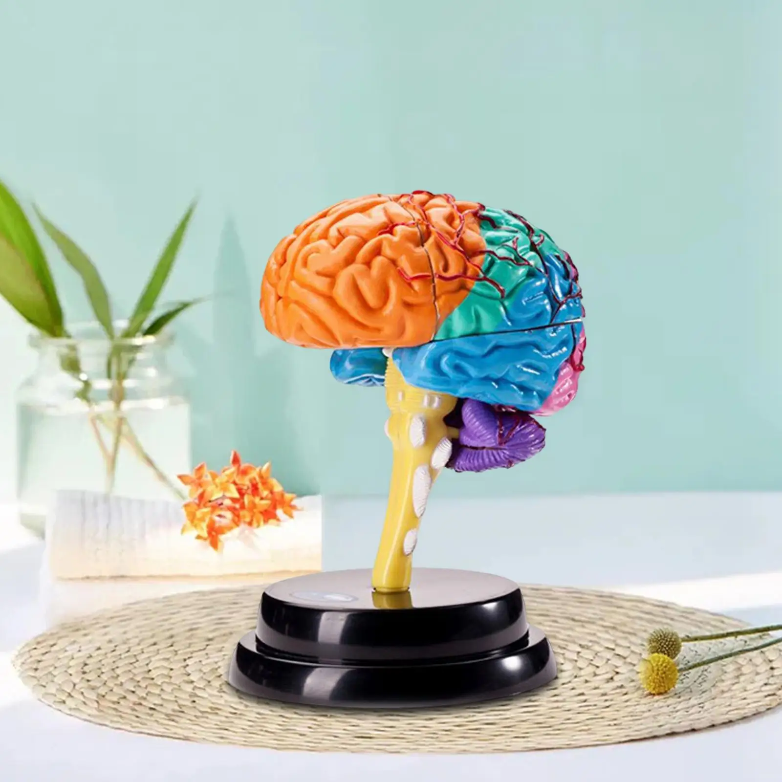 Human Brains Model Anatomy Educational Toy Brain Anatomical Models Study Display Tool 3D Teaching Model for Teaching Classroom