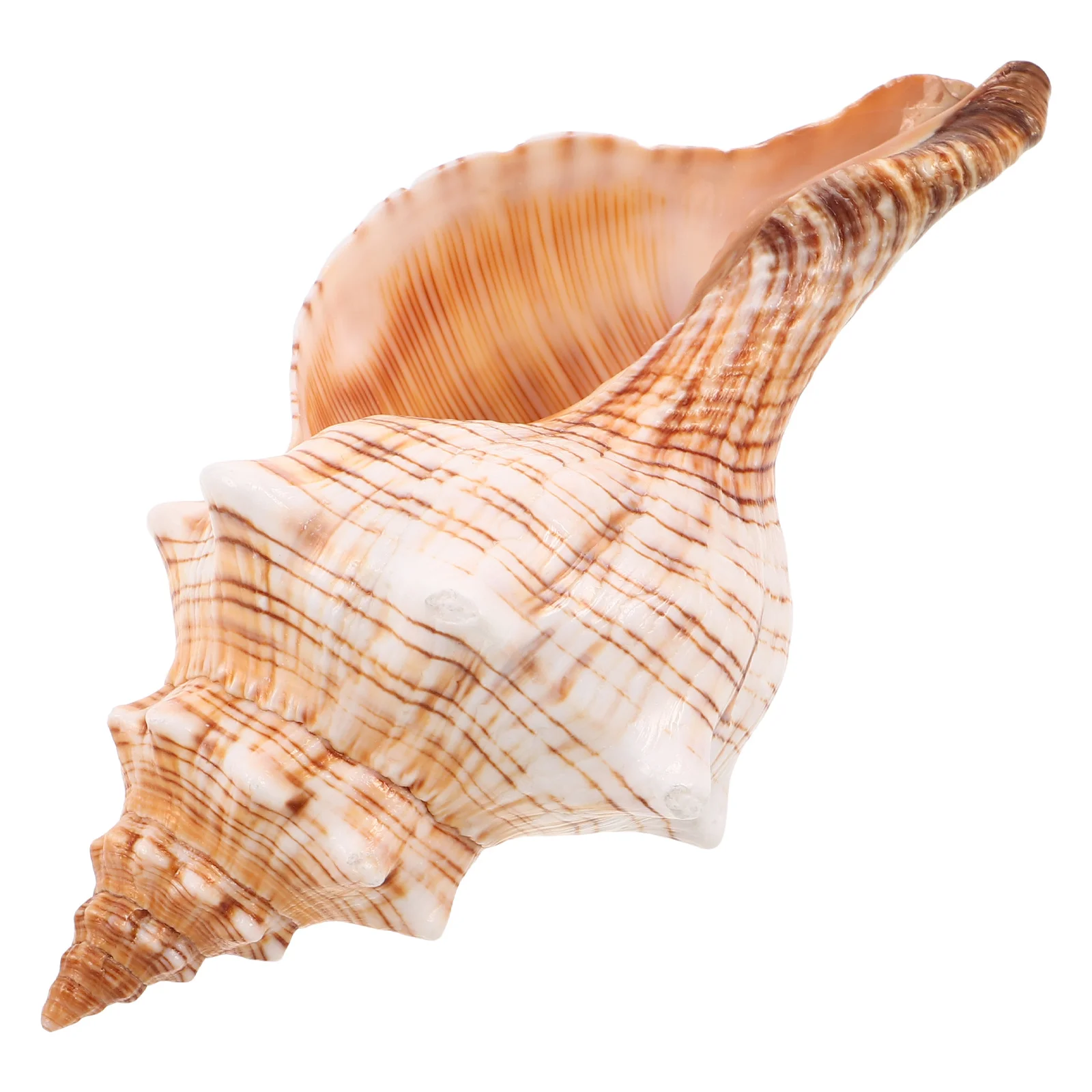 

Natural Conch Shell Ocean Inspired Beach Seashells Vase Filler for Aquarium Fish Tank Decoration Coastal Tabletop Home Ornament