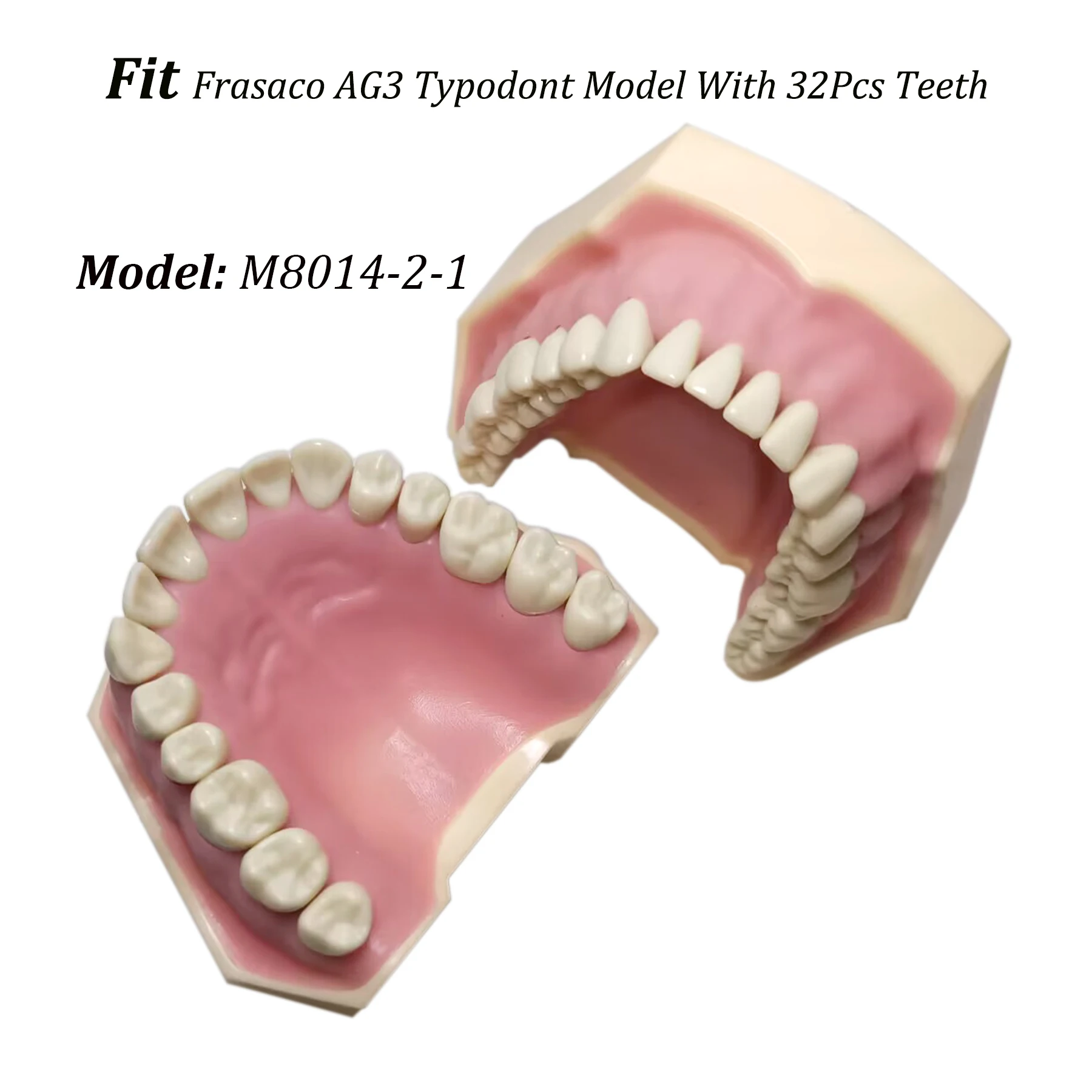 Frasaco Ag3 Typodont Fit Dental 32 Stuks Schroef-In De Praktijk Vullen Zachte Gom Gingivae Tanden Model M8014-2-1 Vervangende Tanden