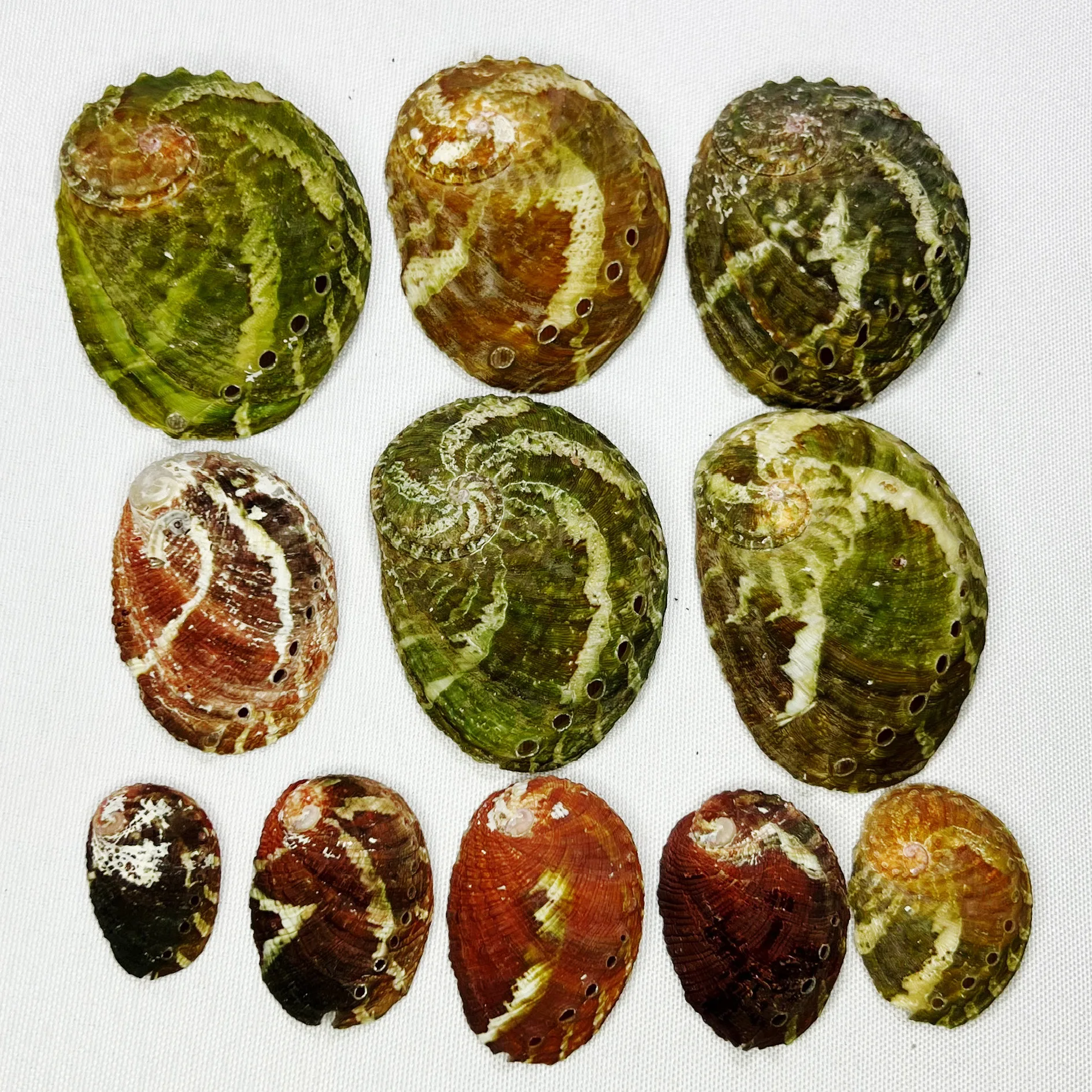 Natural Haliotis Shell - Red and Green Abalone Specimens, Marine Collector's Display, Ocean Themed Decor, Rare Seashell Collecti