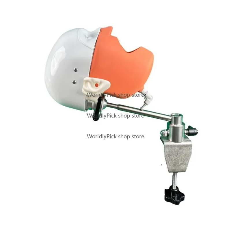 Human Anatomy Model Standard Model Removable and Installable Phantom Simulator Model Dentl Head Mold for Medicl