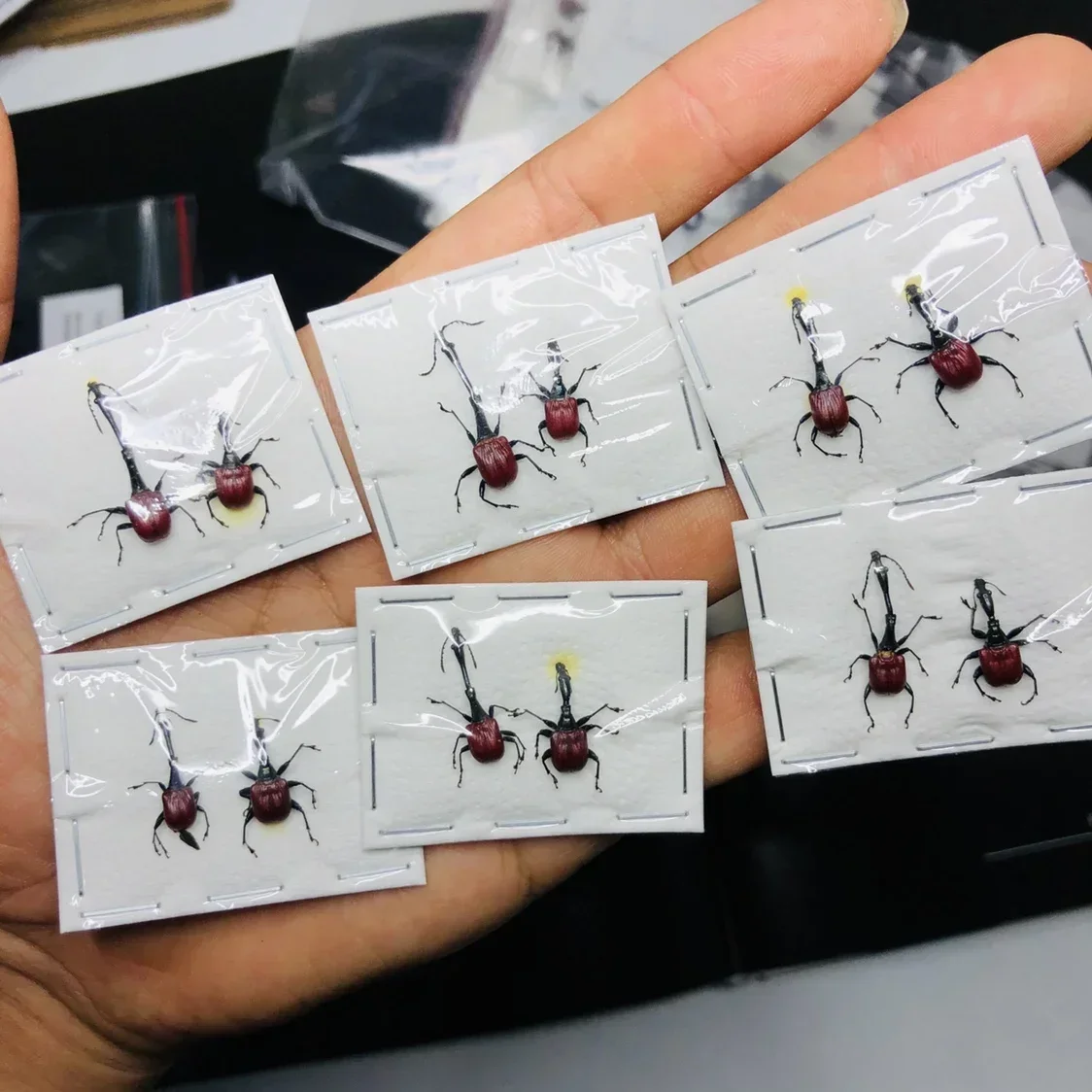 

Пара трахелофоровых жирафов любит собирать настоящие образцы насекомых DIY ремесла маленькие украшения реквизит для фотосессии домашний декор