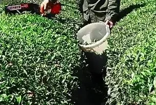 New electric tea picker trimmer single small hedge picker scissors