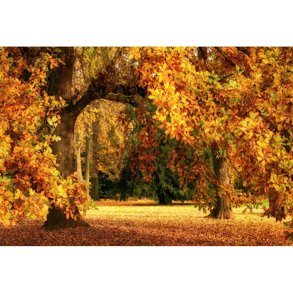 Autumn Scenery Background Natural Fall Mable Forest Photography Backdrops Baby Shower Portrait Photographic Photo Studio Prop