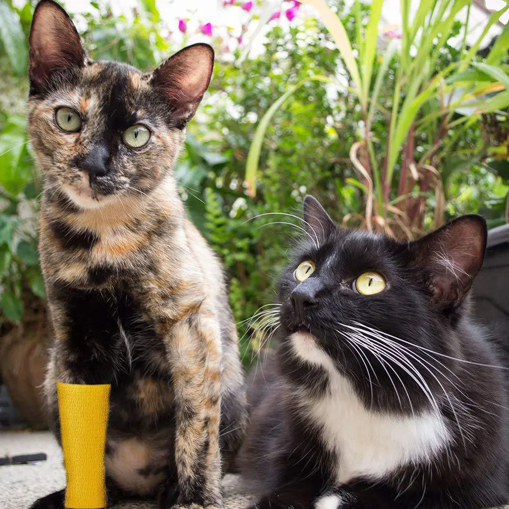 

5 Rolls Pet Bandage Elastic Nonwoven Tape Self-Adhesive Soft Durable for Dog Cat Injury Muscle Relief Pets Dog