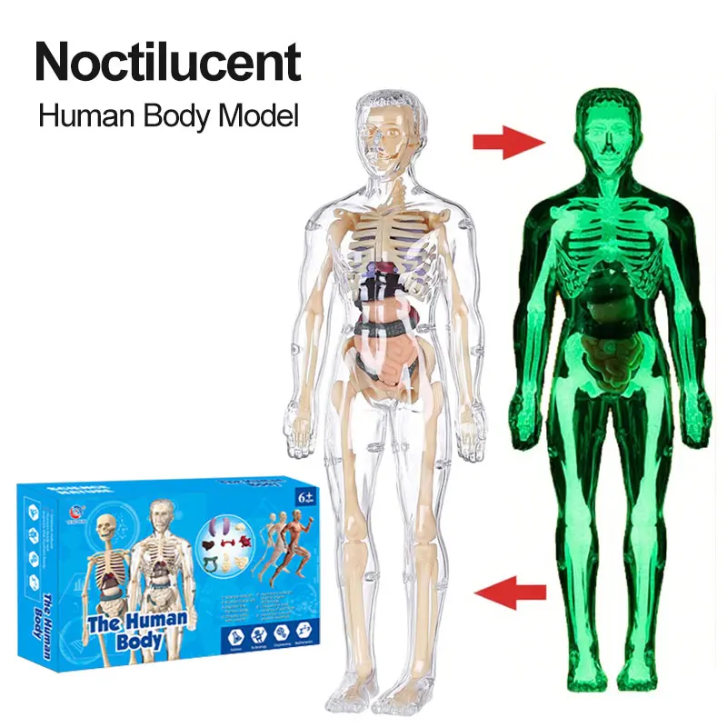 

Модель человеческого тела для детей, полностью прозрачная, 3D-фигурка для изучения анатомии, набор с разборными органами и костями, STEM-игрушка, светящаяся в темноте