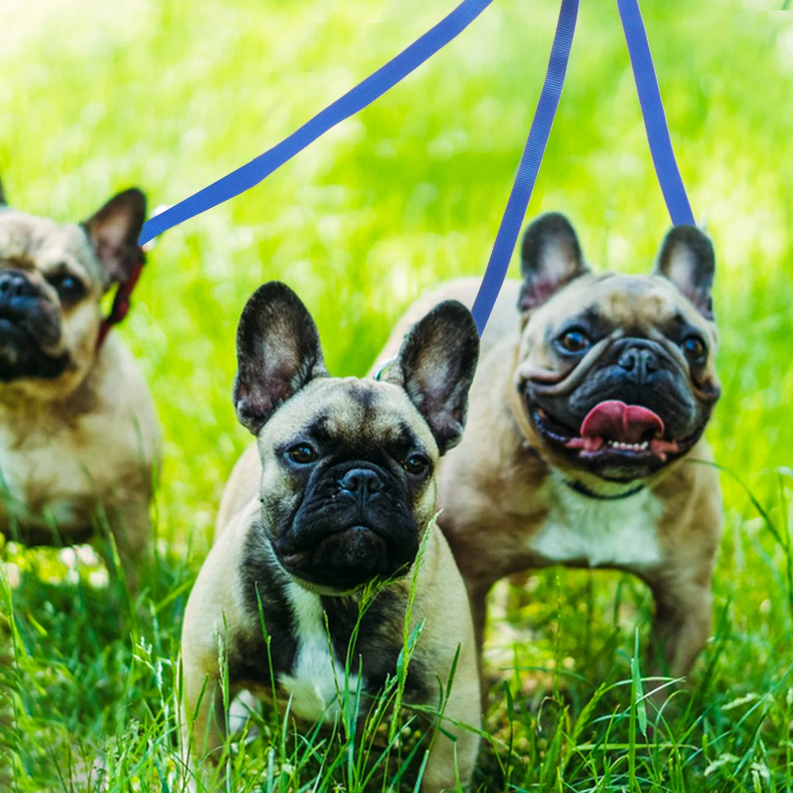 

Running Pet Removable Dog Leash Safety Walking Traction Rope Outdoor Lightweight Durable Pp Webbing Leash For Dogs Training