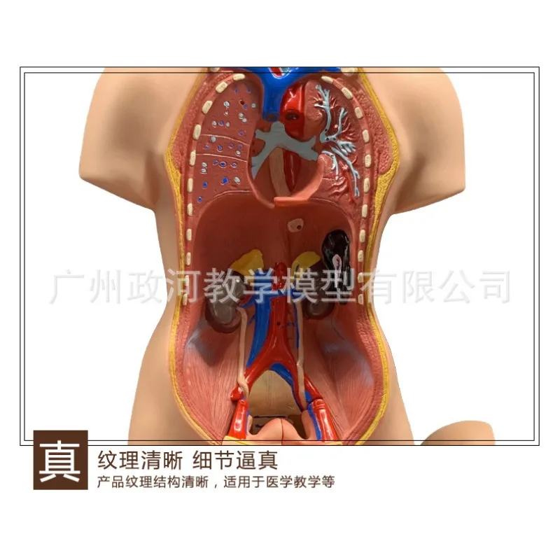 19parts 55cm Human Torso Model Assembled Medical Heart Lung Liver stomach Anatomy Body Bisexual Anatomical Science Educational