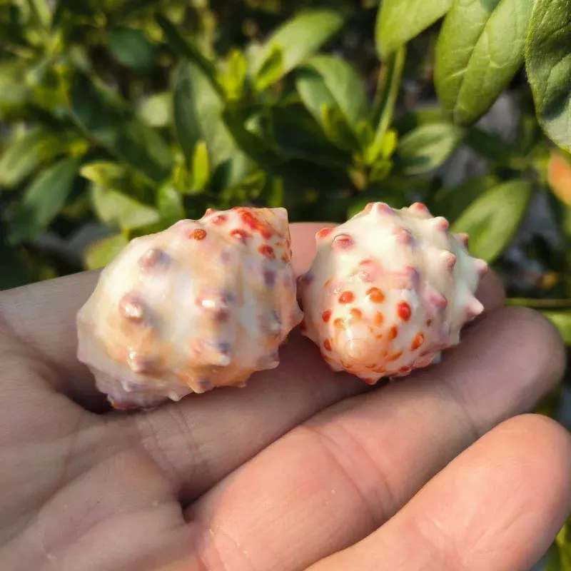 Natural Conch Shell Lychee Snail Roll Shell Fish Hermit Crab Replacement Shell Creative Fish Tank Landscaping Decoration Crafts