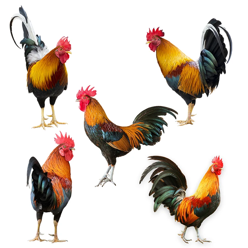 

T377# Farm Animals Big Cock Wall Sticker Restaurant Background Home Decoration Mural Living Room Wallpaper Funny Decal