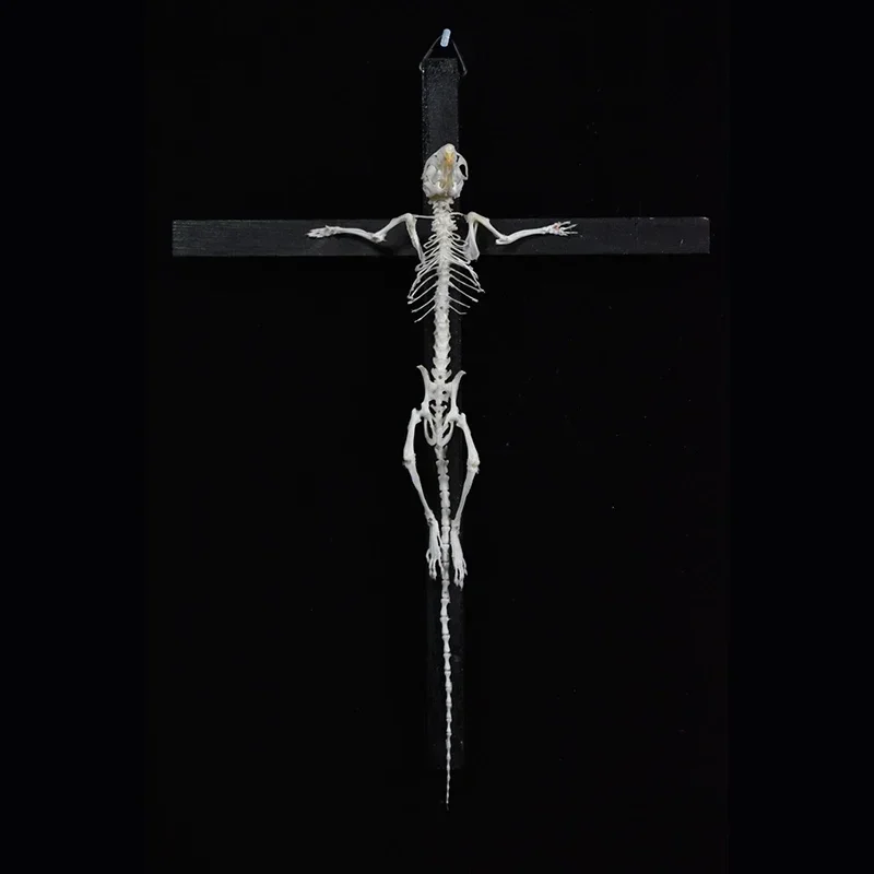 2025 Cruciform Rodent Skeletal model Art Gothic Altar Relic Biology Study Bone Configuration Replica Mouse Halloween Ossuary