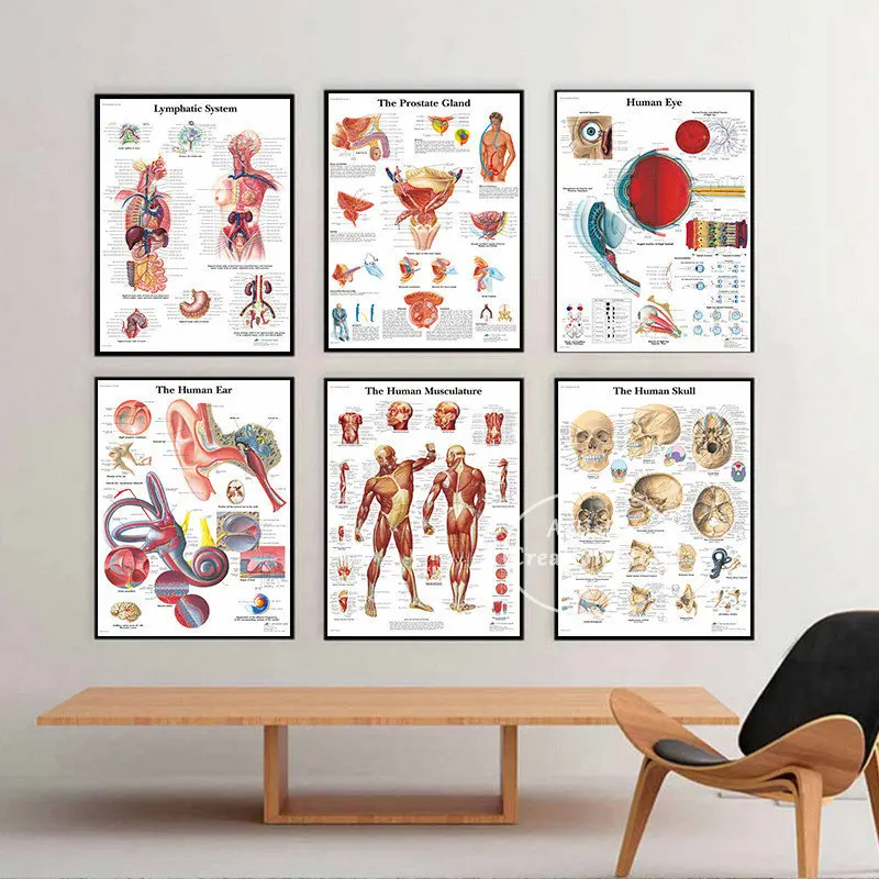 Human Anatomy Muscles System Poster Medical Educational Body Map Chart Art Picture Prints Canvas Painting Clinic Wall Decor Gidt