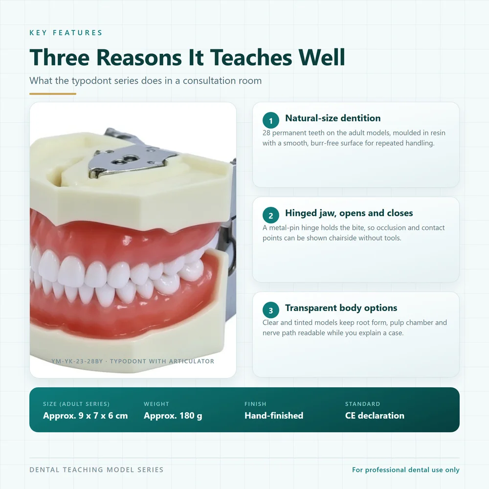 ental Teeth Model Series Removable Teeth Typodont Transparent Resin Jaw Model for Teaching Implant Orthodontic Caries Demo 1Pc