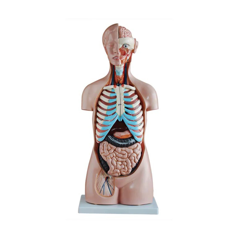 LTM101 Cheap Medical Science Plastic Adult Life-Size Skeleton 180cm Tall