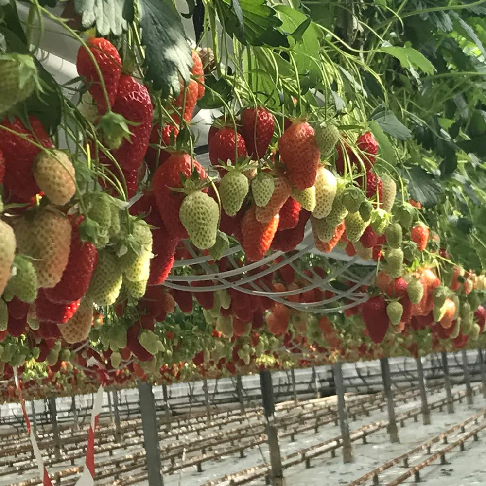Commercial Plants Hydroponics Strawberry Gutter System Growing Strawberries/Tomatoes/Cucumbers Greenhouse Bags