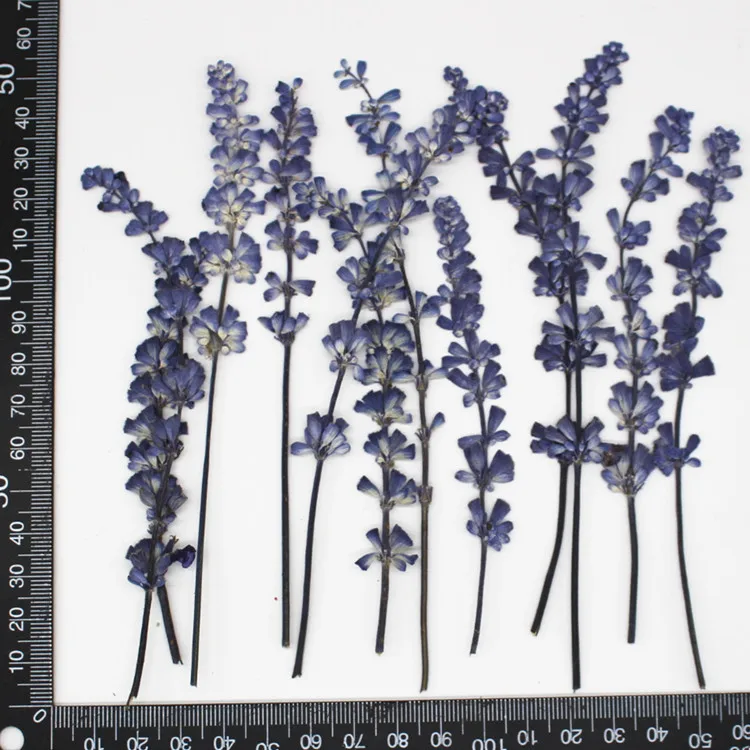 1000 Pcs Original Color Salvia On Stems Dried Pressed Flower Leaves For Glass Decoration