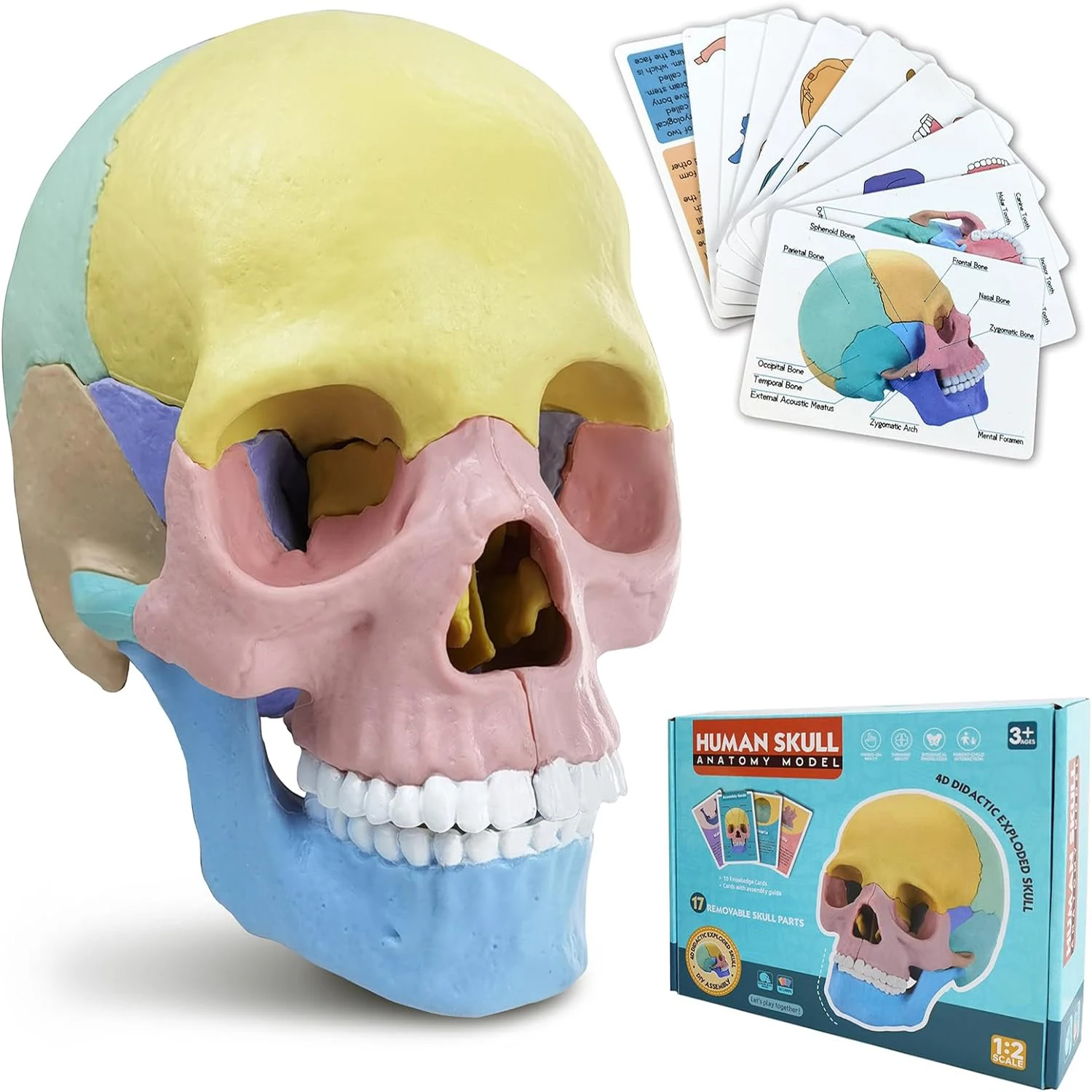 4D Anatomy Moodel Life-sized Colored Human Anatomy Head Skull Toy Assembly Oral Teaching Medical Skeleton Model