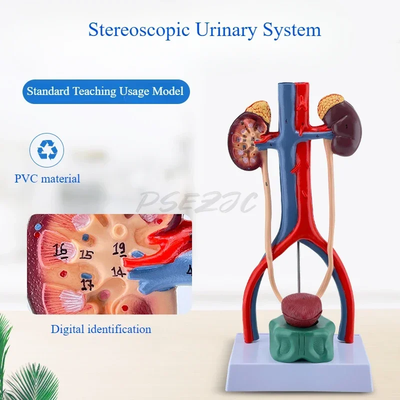 Driedimensionale leermiddelen voor anatomie van nier Ureter Blaas Urethra in menselijk urinewegen Model