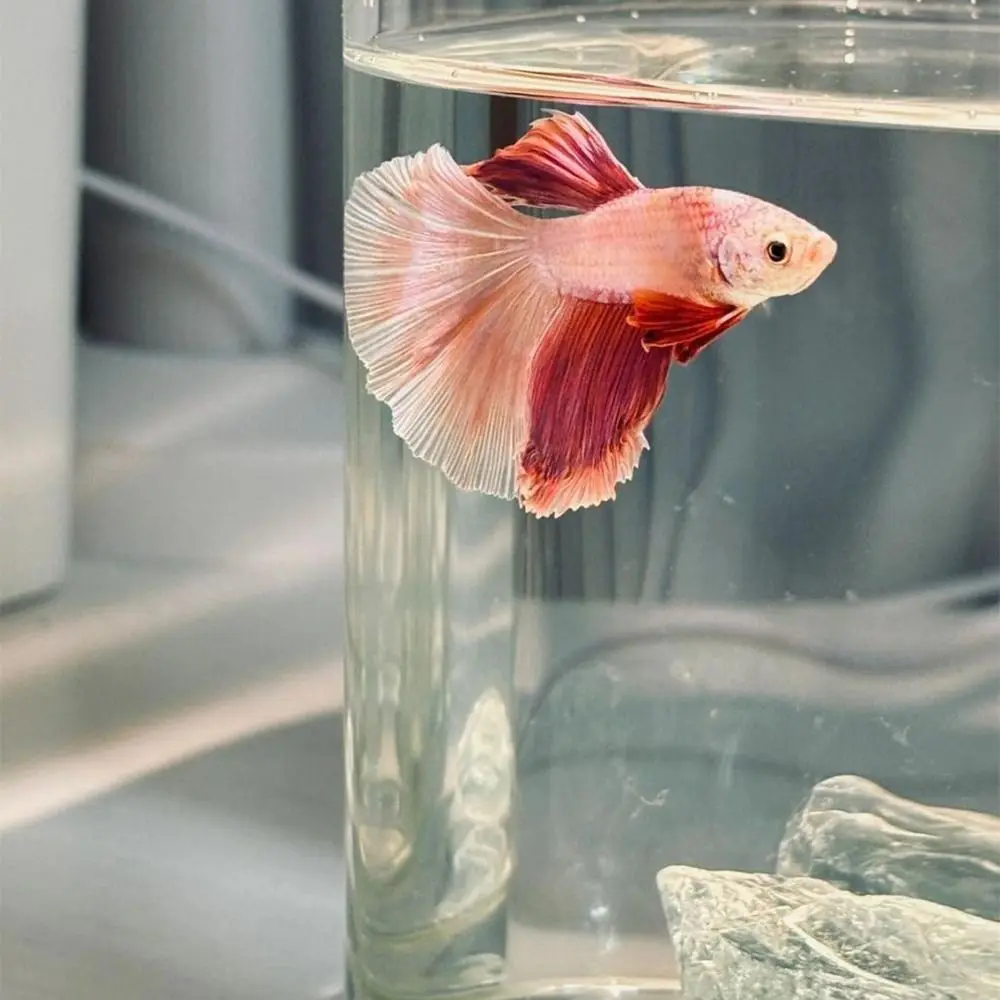 

Высокопрозрачный акриловый пейзажный аквариум, небьющийся с крышкой, мини-настольный аквариум со светодиодной подсветкой, аквариум Betta Fish