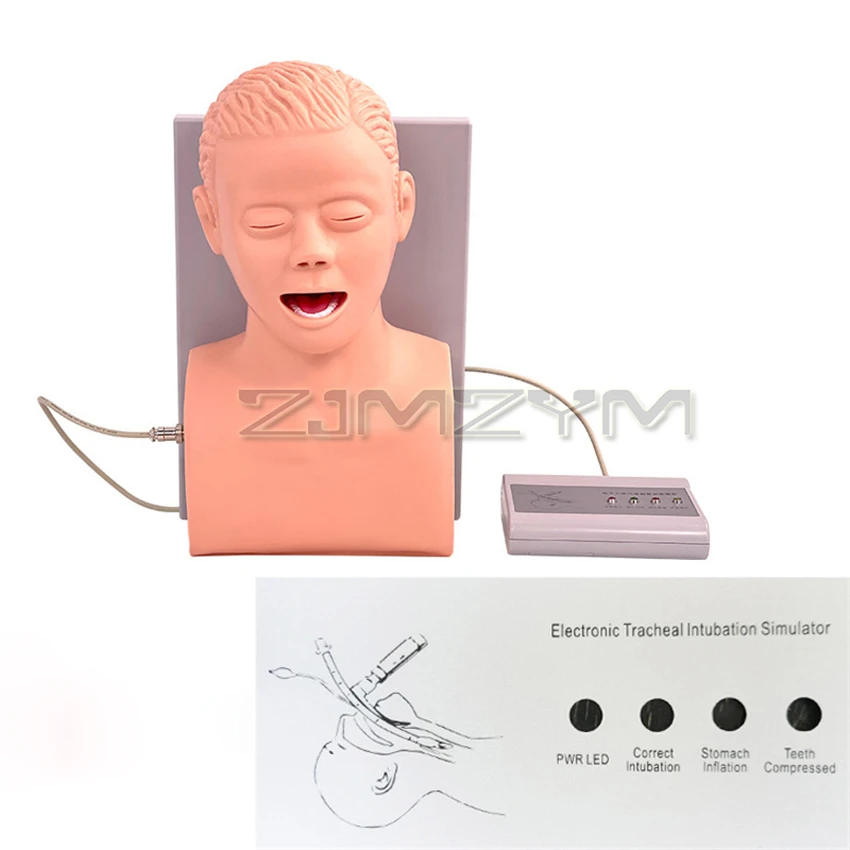 Adult Intubation Manikin Study Teaching Model Airway Management Trainer PVC With Teeth 110-220V