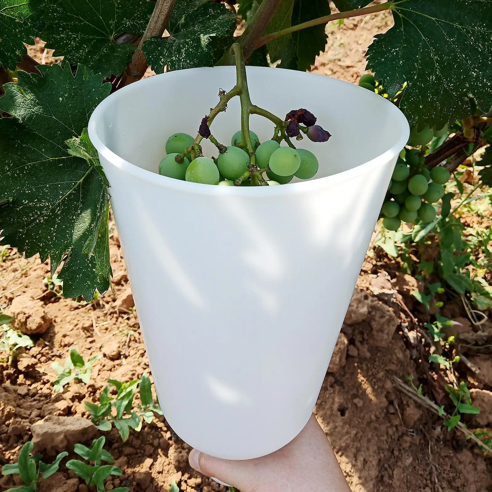 Grape Dipping Cup Professional Fruit Container Durable Plastic Multipurpose Utility for Grapes
