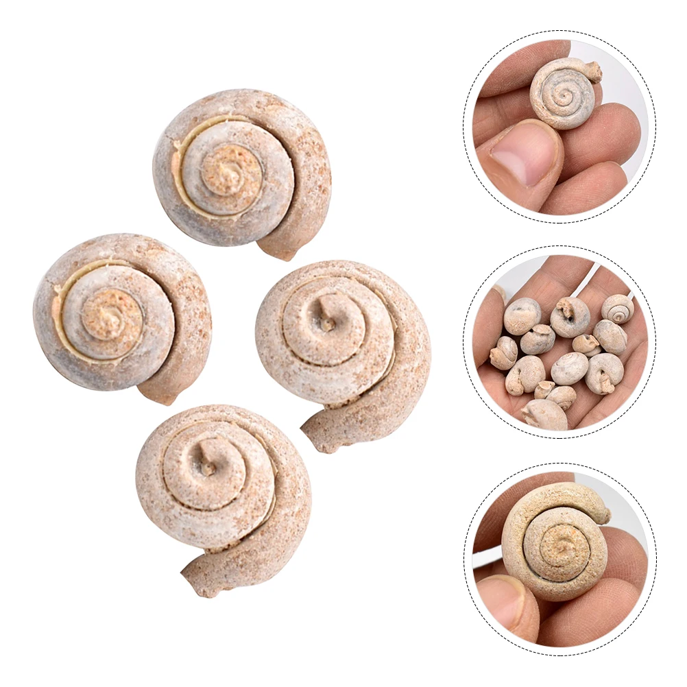 

4 Pcs Specimen Natural Snail Sample Student Teaching Tools Paleontology Adornment Home Decor Educational Material