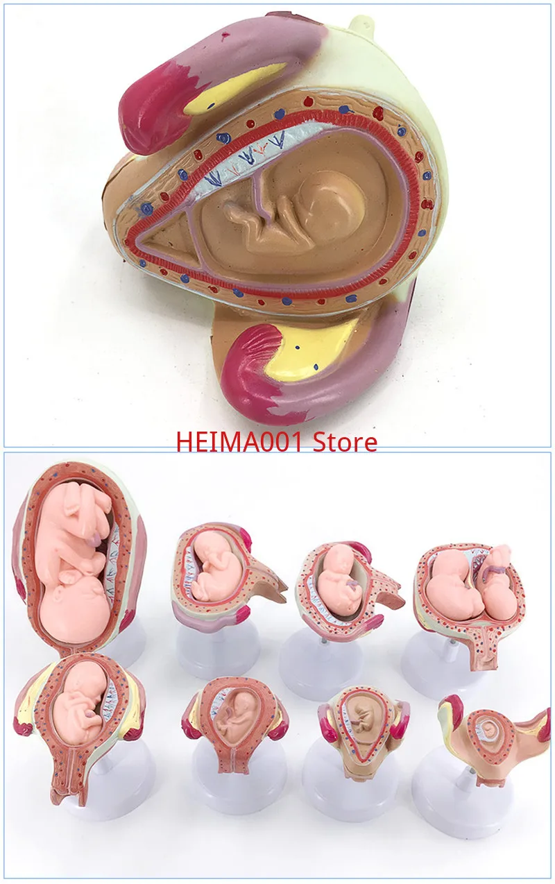 Human pregnancy embryo development fetus formation process model family planning display supplies 8pcs