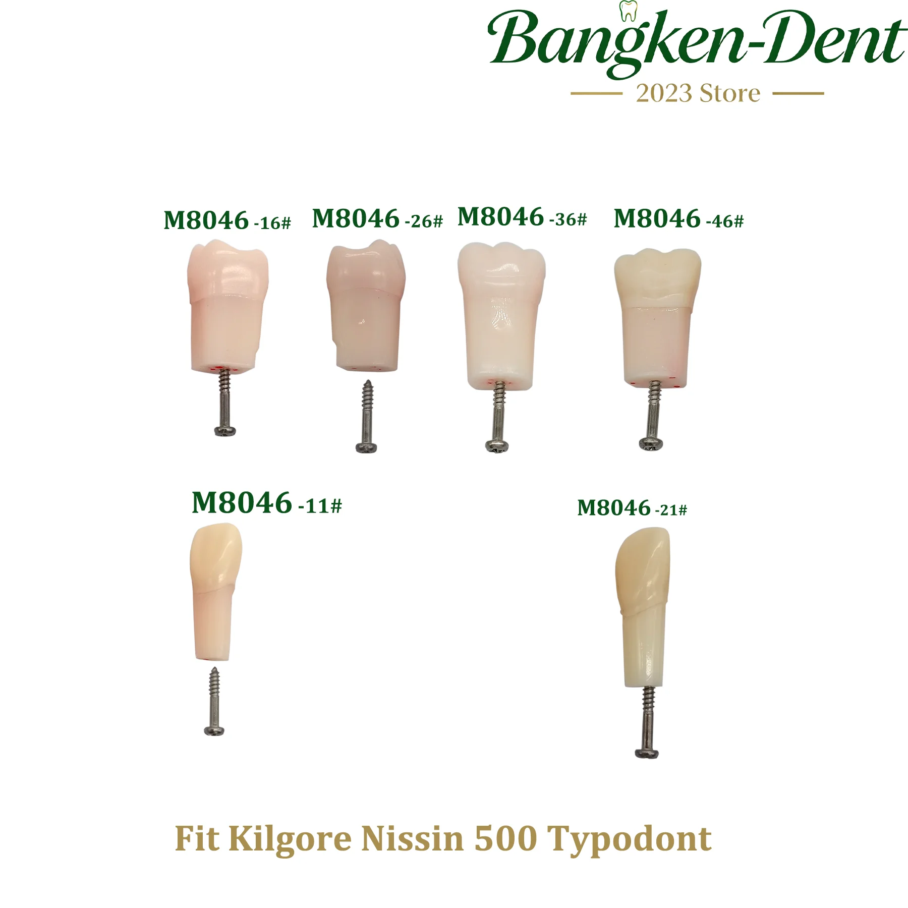 5Pcs Kilgore Nissin 500 Type Dental Practice Screw-in Teeth Model Typodont Endodontic Root Canal Pulp Cavity Medullary RCT
