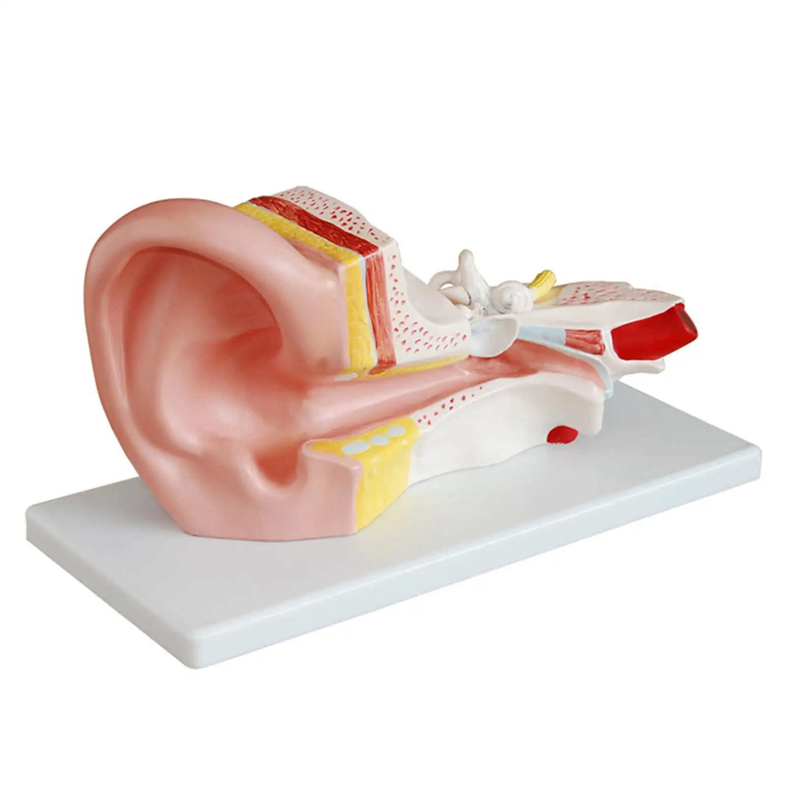 

3X Life Size Human Ear Anatomy Medical Model in 2 Part Removable Sections