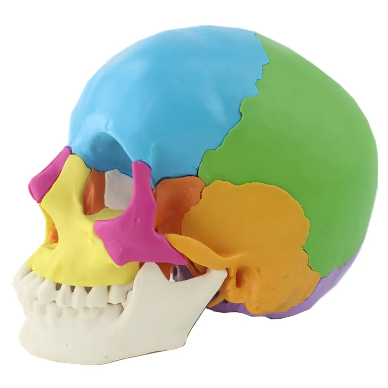 1:1 22Parts Lifesize Disassembled Skull Head Anatomy Model Removable Medical Anatomy Teaching Models Anatomical School Supplies