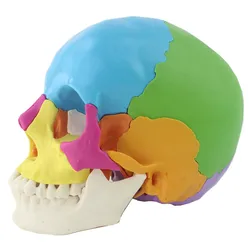 22 Parts 1:1 Life-sized Colored Assembly Human Anatomy Head Skull Toy Medical Skeleton Model Office Supplies Disassembled Skull