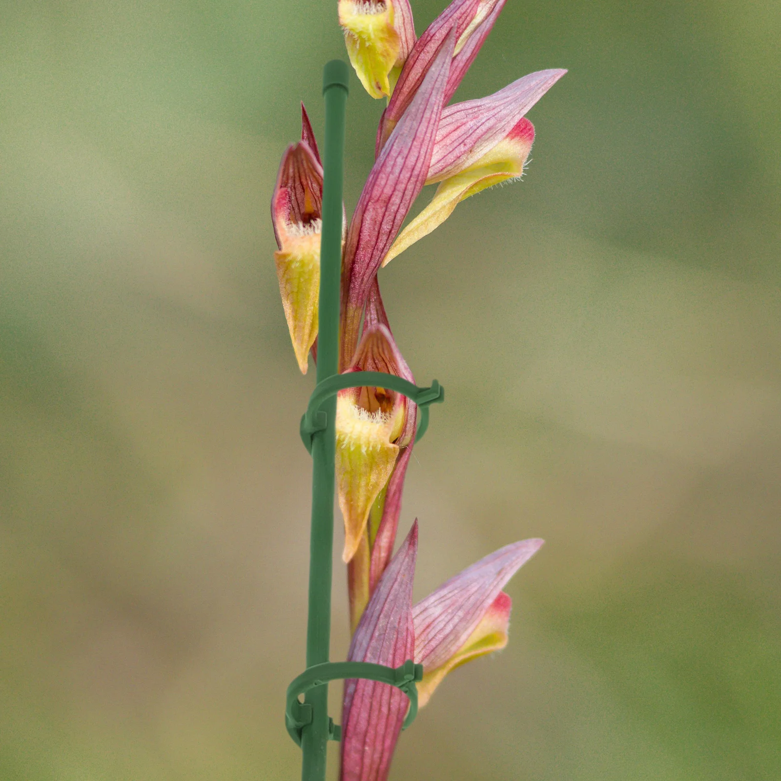 

1Set Orchid Stakes Adjustable Plant Support Sticks Plastic Garden Stakes for Potted Plants Enhance Display and Stability