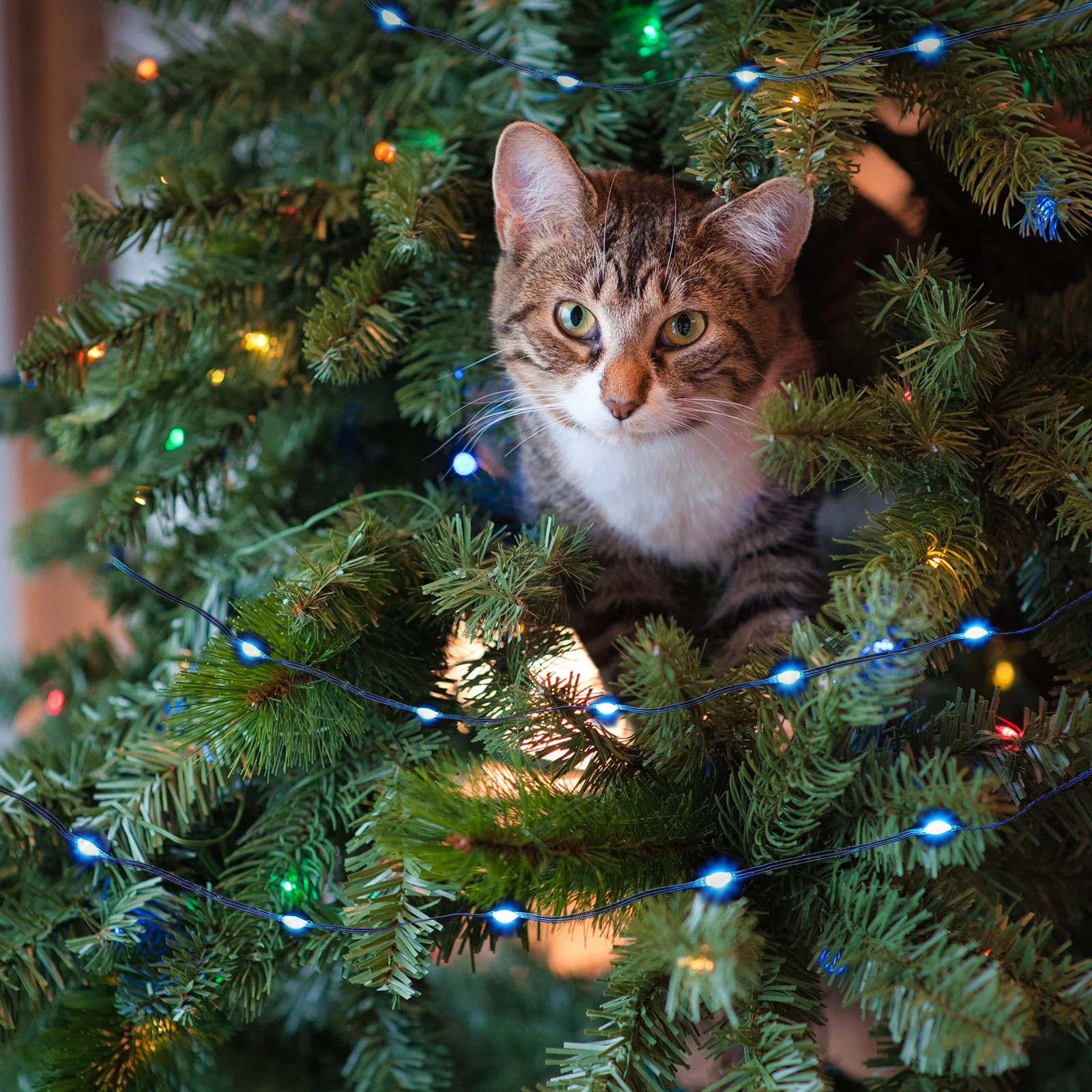 Rgb سلسلة ضوء USB بالطاقة زينة عيد الميلاد زينة المنزل الطرف مهرجان المنزل سلسلة مصابيح للزينة #4