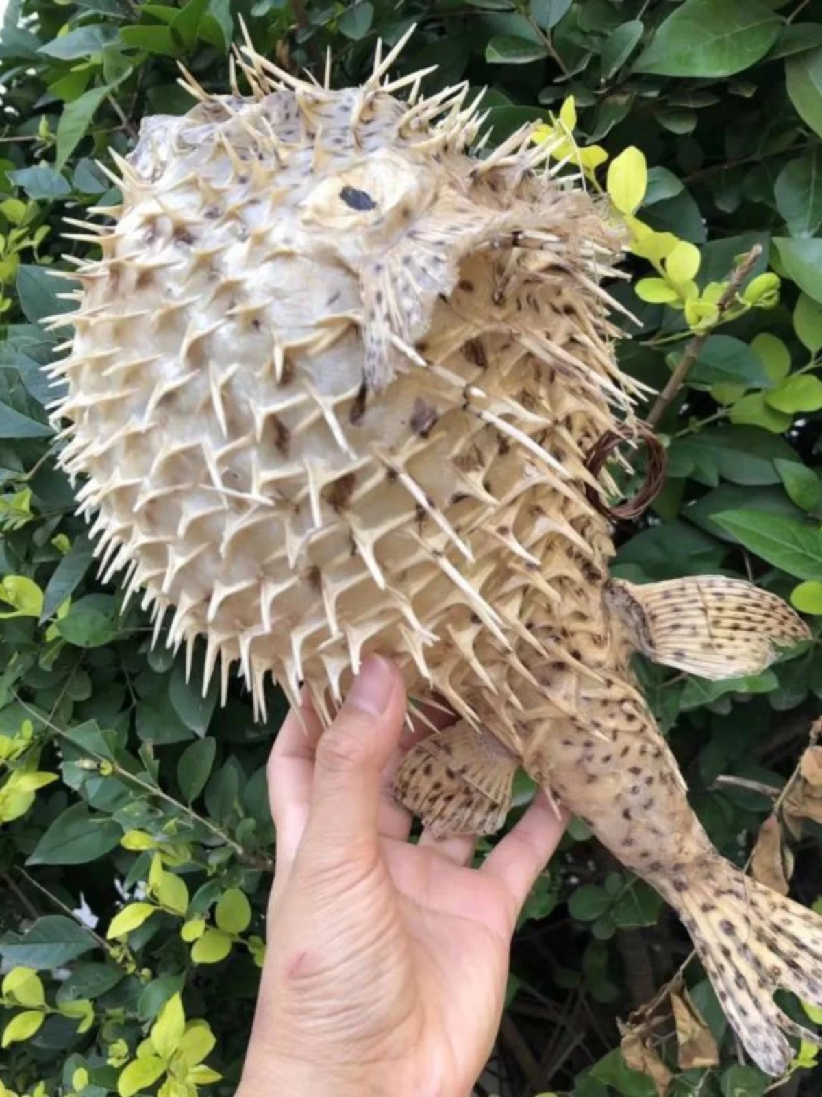 Creative Puffer Fish & Blowfish Ornament, Ocean-Themed Hanging Decor for Entrance, Dining Room, Lobby