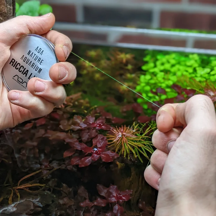ADA corna di cervo muschio fil - Planted Aquarium Ada recensione e prezzo